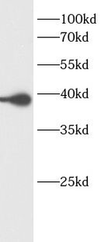 GRAP2 Antibody