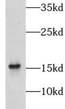 NDUFA13 Antibody