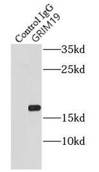 NDUFA13 Antibody