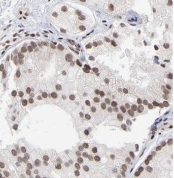 NDUFA13 Antibody