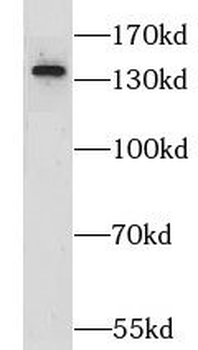 GRIP1 Rabbit Polyclonal Antibody