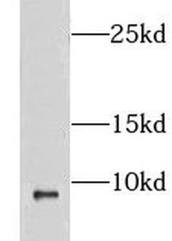 CXCL1 Antibody