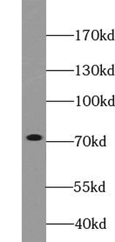 HSPA9 Antibody