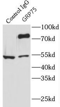 HSPA9 Antibody