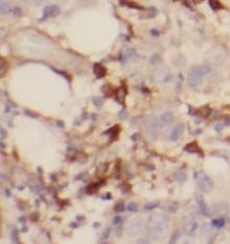 HSPA9 Antibody