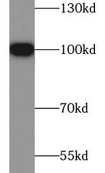 HSP90B1 Antibody