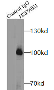 HSP90B1 Antibody
