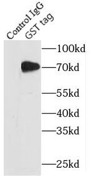 GST tag Antibody