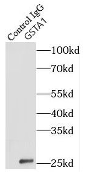 GSTA1 Antibody