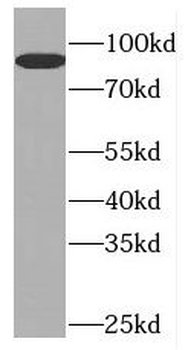 GTF3C4 Rabbit Polyclonal Antibody