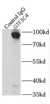 GTF3C4 Rabbit Polyclonal Antibody