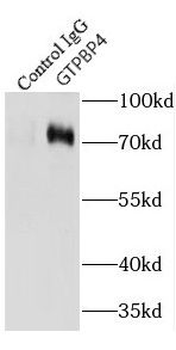 GTPBP4 Antibody