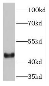 GULP1 Rabbit Polyclonal Antibody