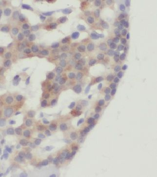 GULP1 Rabbit Polyclonal Antibody