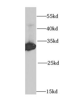 HADH Antibody