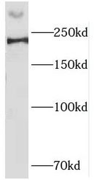 HCFC1 Rabbit Polyclonal Antibody
