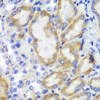 HCLS1 Antibody