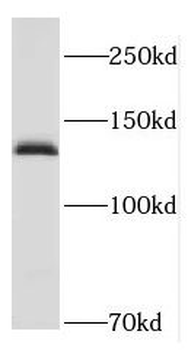 HCN4 Antibody