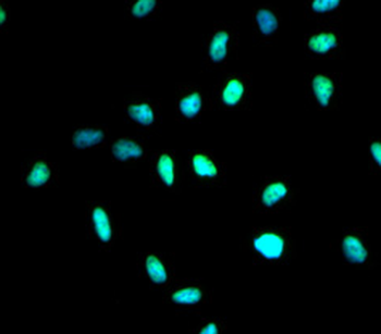 HDAC1 Rabbit Polyclonal Antibody
