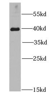 HIF1AN Antibody