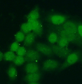 H4C1 Rabbit Polyclonal Antibody