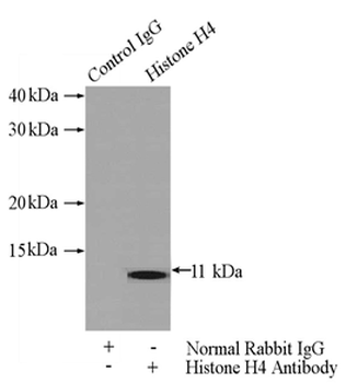 H4C1 Rabbit Polyclonal Antibody