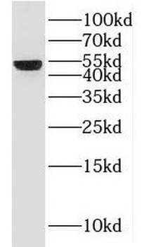 HLX Rabbit Polyclonal Antibody