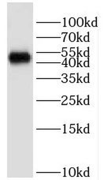 HMBOX1 Rabbit Polyclonal Antibody
