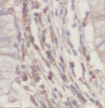 HMG20B Rabbit Polyclonal Antibody