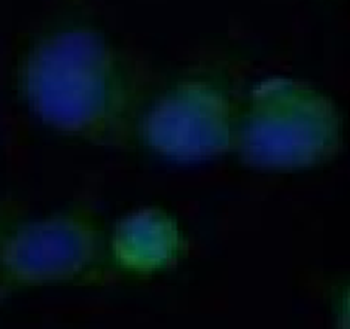 HMOX1 Antibody