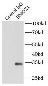 HMOX1 Antibody