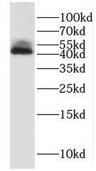 HNRNPF Antibody