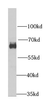 HNRNPL Antibody