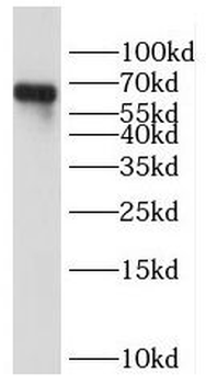 HOMEZ Rabbit Polyclonal Antibody