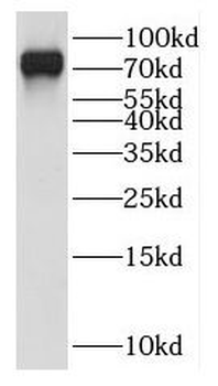 HOOK3 Rabbit Polyclonal Antibody