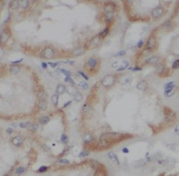 HOOK3 Rabbit Polyclonal Antibody