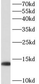 HOPX Rabbit Polyclonal Antibody