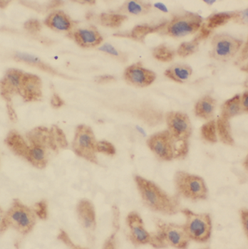 HPS5 Antibody