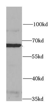 HSF2 Antibody