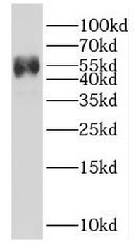 HSF4 Rabbit Polyclonal Antibody