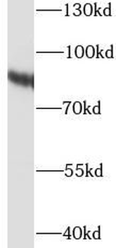 HSP90AB1 Rabbit Polyclonal Antibody