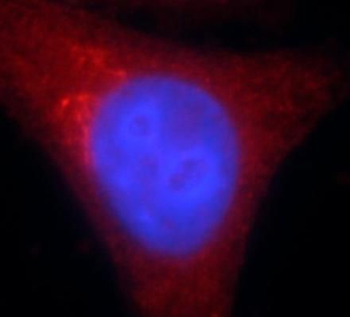 HSP90AB1 Rabbit Polyclonal Antibody