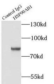 HSP90AB1 Rabbit Polyclonal Antibody