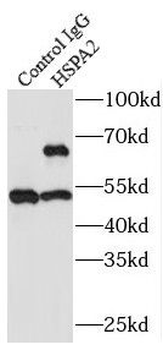 HSPA2 Antibody