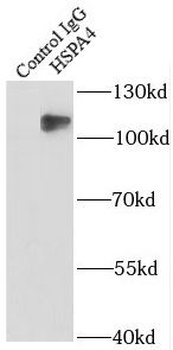 HSPA4 Antibody