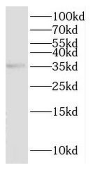 HTRA1 Antibody