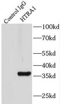 HTRA1 Antibody
