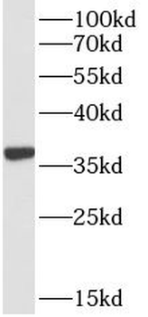 HTRA2 Antibody