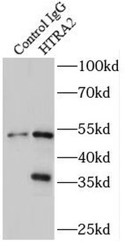 HTRA2 Antibody