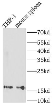 AIF1 Antibody